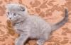 Шотландский вислоухий котенок превью 644460.