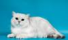 Превью Элитные британские котята . Серебряная шиншилла Воронеж - 2