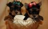 Щенки йоркширского терьера,девочки превью 645239.
