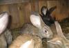 Продам очень крупных  крольчат мясных пород превью 645368.
