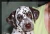 Продаются щенки далматина для шоу и души превью 645414.