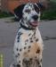 Рэм  собака в горошек от головы до ножек Далмати превью 645430.