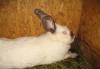 Продам кроликов мясных пород превью 645482.