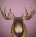 Превью Голова лося-самца с рогами (чучело) Тюмень - 1