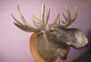 Превью Голова лося-самца с рогами (чучело) Тюмень - 2