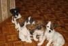 Щенки Джек-Рассел терьера превью 645610.