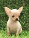 Чихуахуа кремовый г/ш превью 645700.