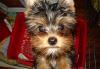 Продаю щенков йоркширского терьера превью 645751.