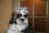 Щенок Ши-тцу превью 645840.