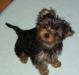 Щенки йоркширского терьера превью 646198.