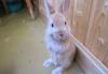 Продам Карликового декоративного кролика превью 646506.