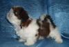 Ши-тцу щенков продаю превью 646522.
