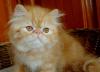 Персидская кошечка -рыженькая превью 646672.