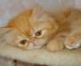 Превью Персидская кошечка -рыженькая Москва - 3