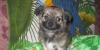 Превью Красавчик Санкт-Петербург - 1
