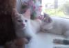 Превью Котята отдам в добрые руки Волгоград - 2