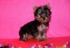 Щенки йоркширского терьера, йорк превью 647710.