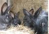 Кролики превью 647902.