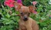 Той-терьер, мини, кобель, ярко рыжий, 2.5 мес превью 648060.