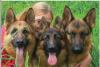 Щенки немецкой овчарки превью 648167.