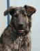 Метис немецкого дога Чара ждет Хозяина превью 648395.