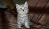 Продам кота Скоттишь-страйт превью 648727.
