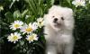 Померанский шпиц-бело-кремовый мальчик превью 648834.