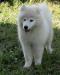 Мальчик и девочка самоед превью 649270.