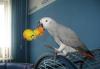 Попугай Жако превью 649493 Попугай Жако превью 649493.
