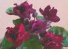 Превью Фиалки коллекционные Москва - 1