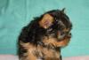 Щенки йоркширского терьера супер мини превью 651511.