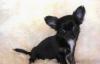 Чёрная девочка чихуахуа 1,5 мес превью 652508.
