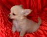 Продается кукольный мальчик чихуахуа превью 652650.