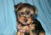 Превью Щенки Йорков Санкт-Петербург - 3