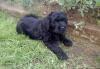 Щенок Русский Чёрный Терьер превью 653025.