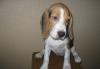 Бигль щенок (девочка) Жемчужина превью 653431.