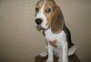 Бигль щенок (мальчик) Жарден превью 653613.