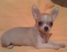 Щенок  чихуахуа  супер-мини превью 653679.