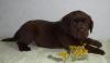 Куплю шоколадного лабрадора превью 653784.