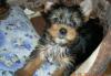 Продаются щенки йорка превью 653947.