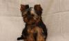 Щенки Йоркширского терьера превью 654055.