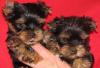 Щенки йоркширского терьера 2 мес., Нарвская (18 00 превью 654082.