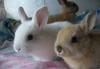 Кролики карликовые (кролик) превью 654144.