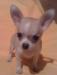 Щенки Чихуахуа светлых окрасов превью 654156.