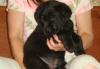 Лабрадора щенки шоколад и чёрные мальчики  девочки превью 654197.