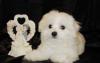 Мальтезе (мальтийская болонка) щеночки превью 654425.
