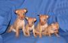 Микро,мини и стандартные щенки той-терьера превью 654524.