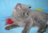 Британские котята превью 654687.
