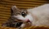 Миниатюрная кошечка ищет добрый дом превью 654837.