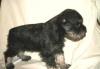 Продаются щенки цвергшнауцера превью 655202.